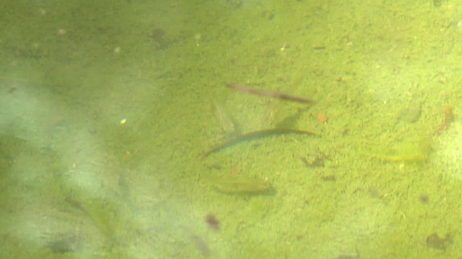 Han Colocado Peces Guppy en 3 Mil 500 Viviendas durante 2026 para Combatir el Dengue en Jalisco