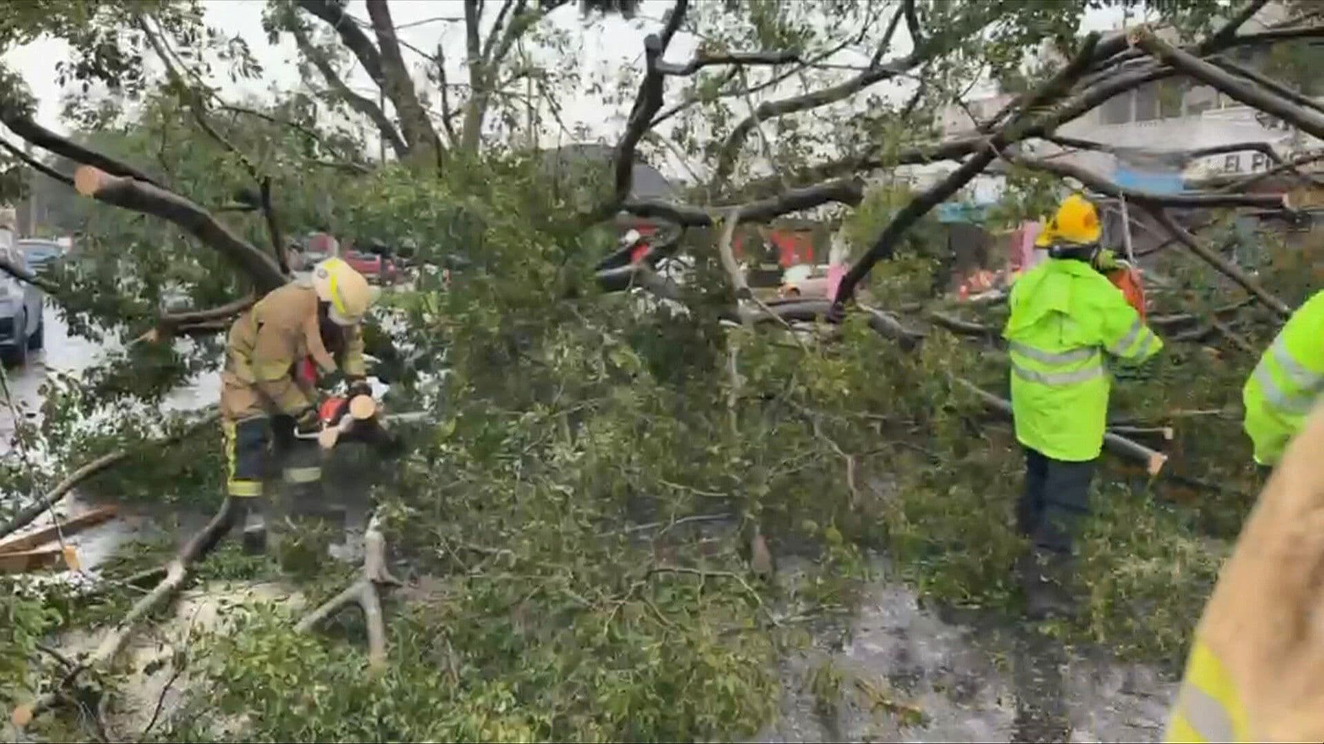 Caída de un Enorme Árbol Bloquea Avenidas en Guadalajara tras Fuertes Lluvias