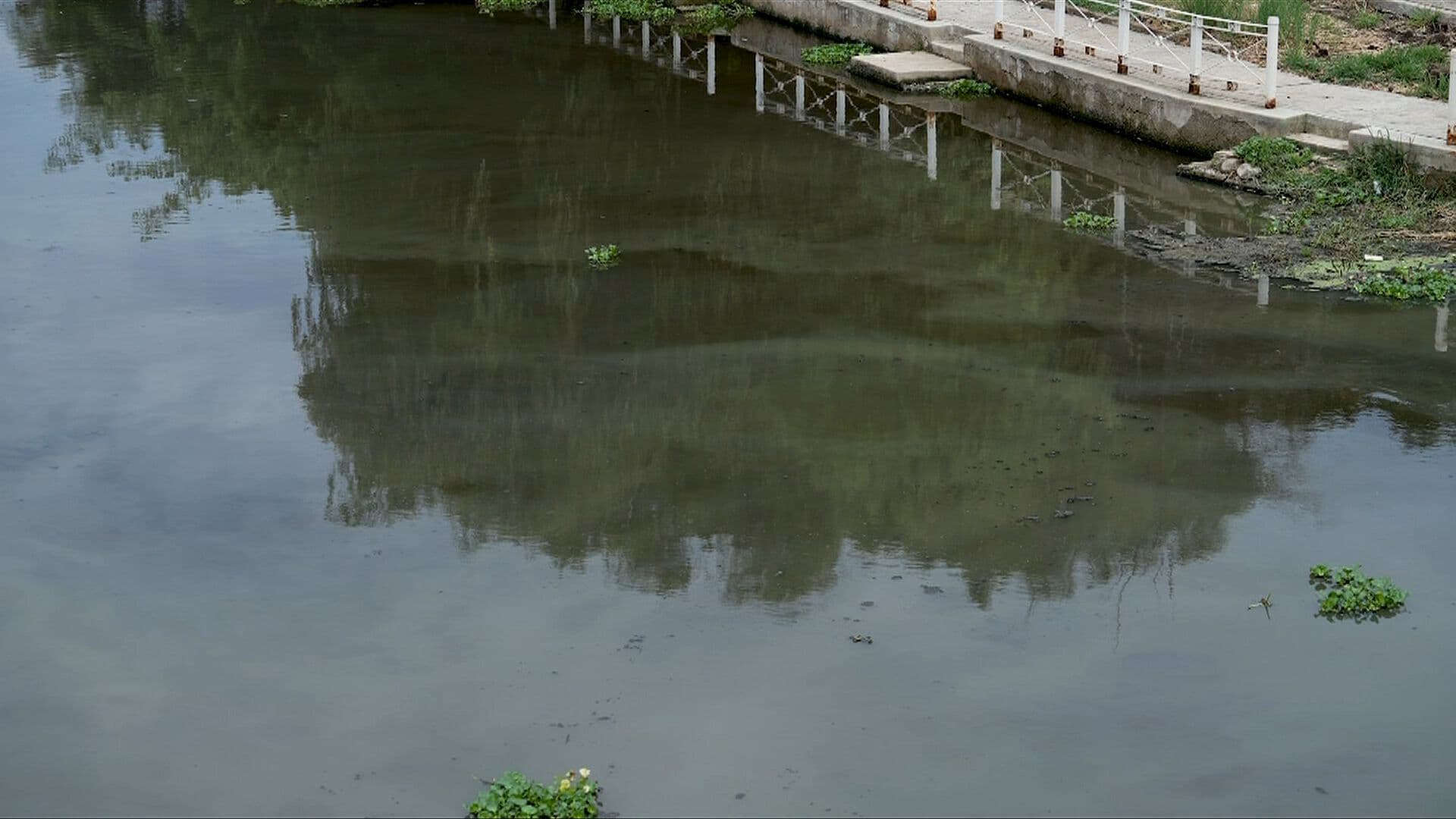 Crisis Climática y Falta de Monitoreo Ponen en Peligro el Lago de Chapala