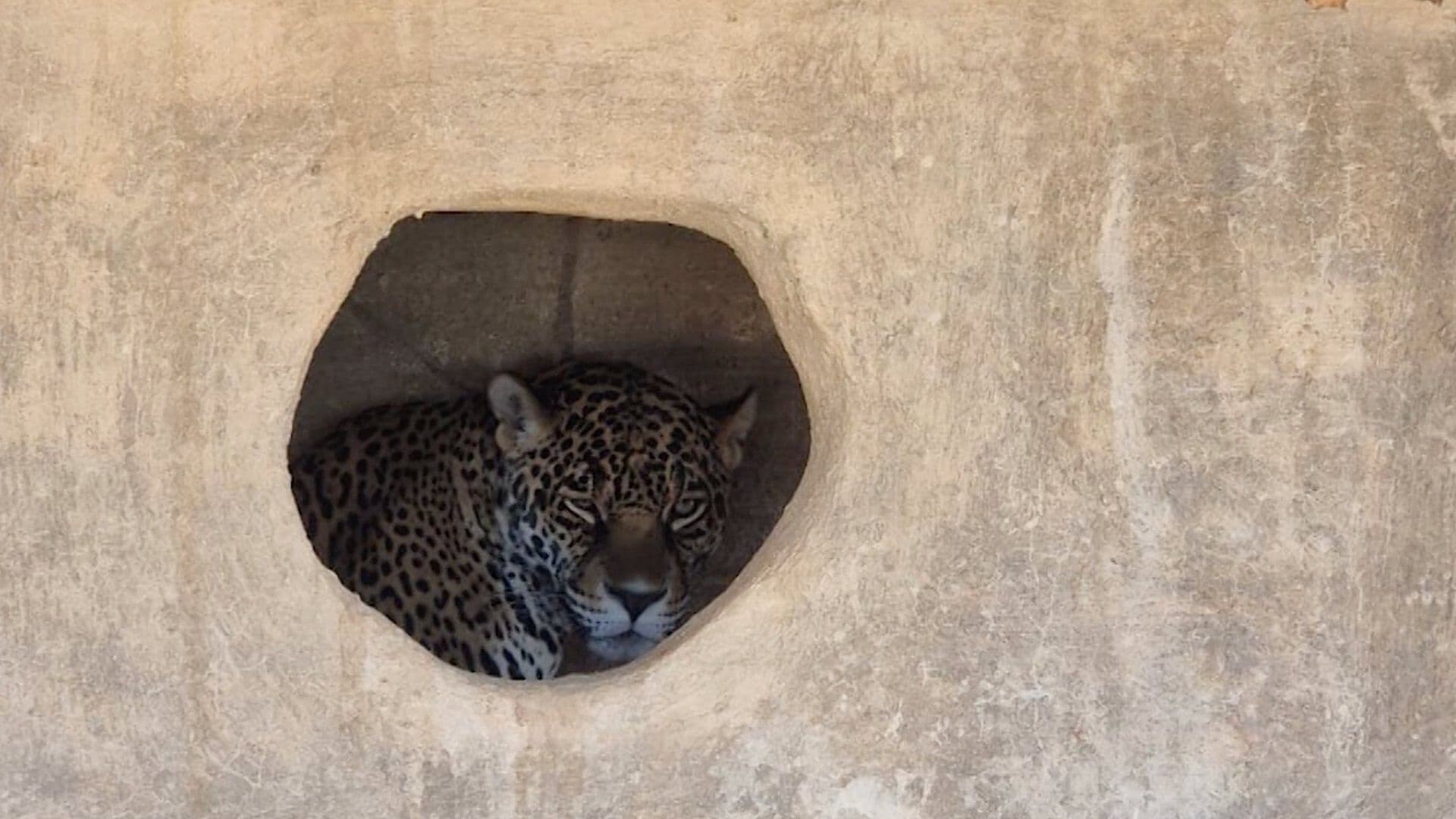 Aseguran Especies Exóticas y Animales de Granja en Tesistán, Zapopan