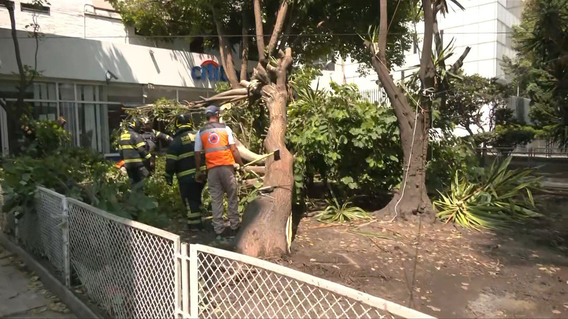 Enorme Árbol Cae Frente a Negocios en la Colonia San Rafael, CDMX