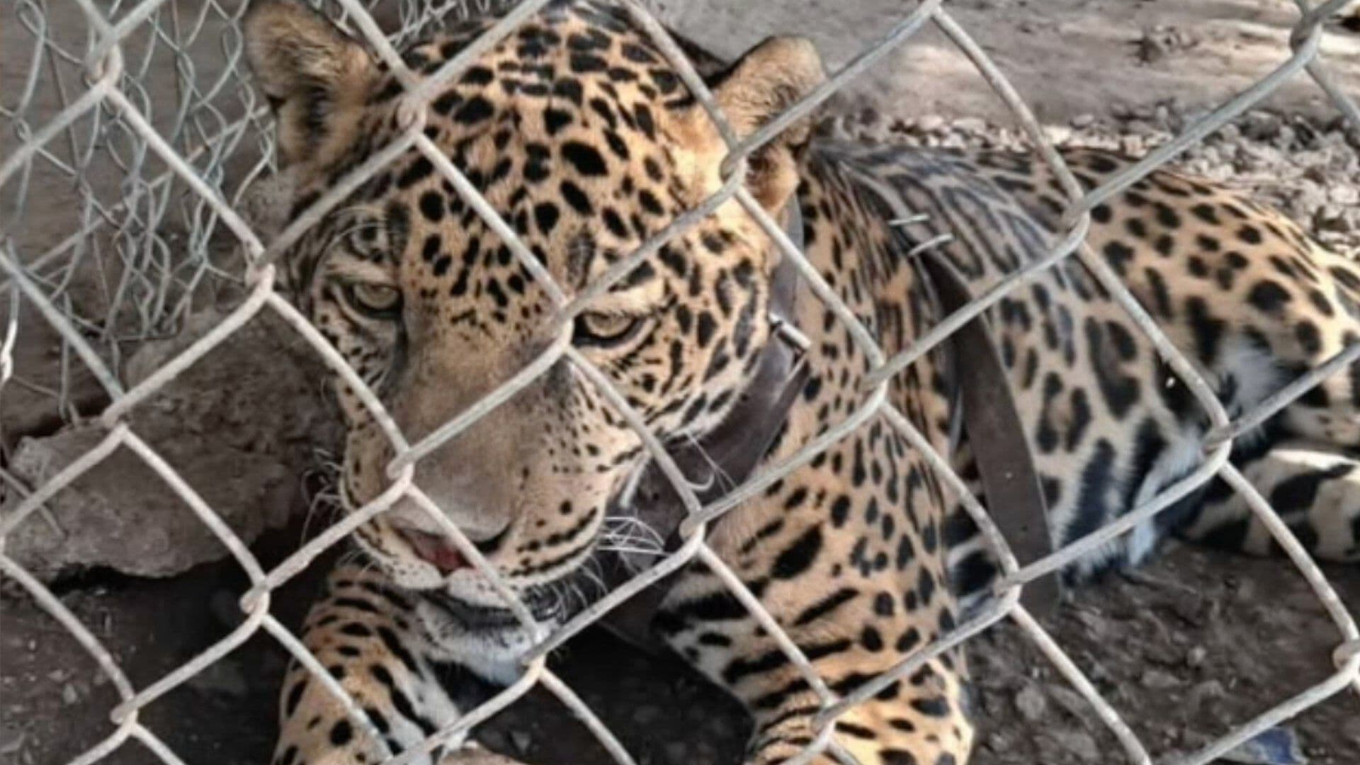 Jaguar Muerde a Bebé de Ocho Meses en Aguascalientes