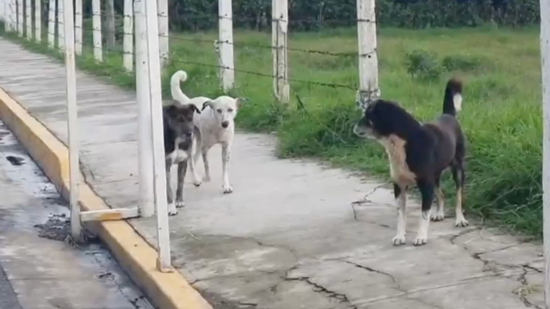 Reportan Casos de Perros con Gusano Barrenador en Ixhuatlancillo Veracruz