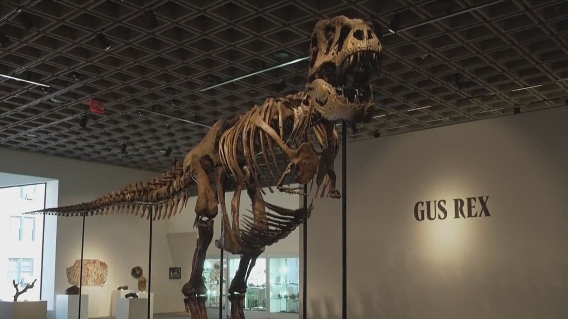 Esqueleto de Tiranosaurio Rex “Gus” Rompe Récord al Venderse por Más de 50 Millones de Dólares