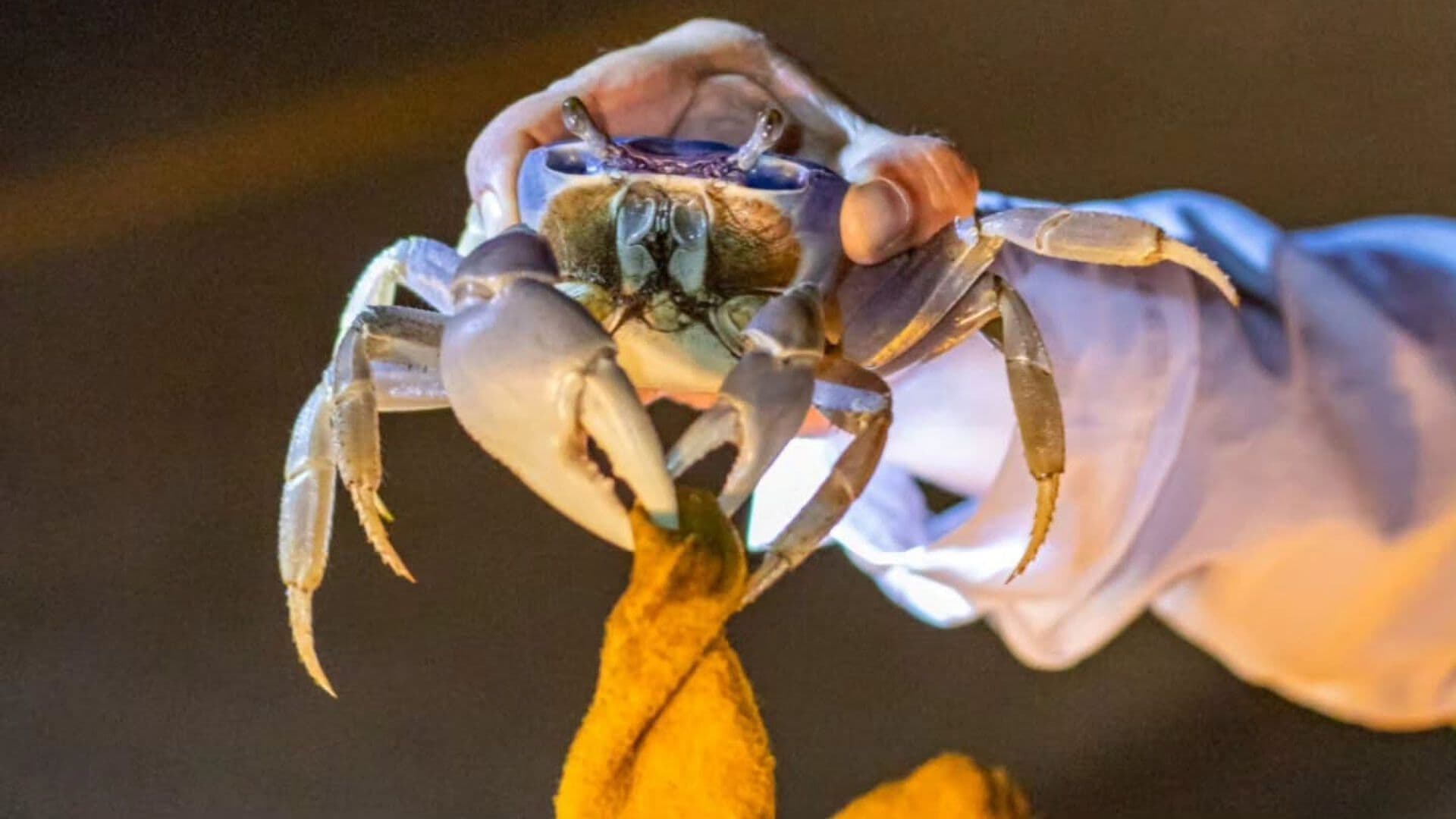 Ambientalistas Piden el Cumplimiento de la Ley en la Protección y Veda del Cangrejo Azul en Veracruz