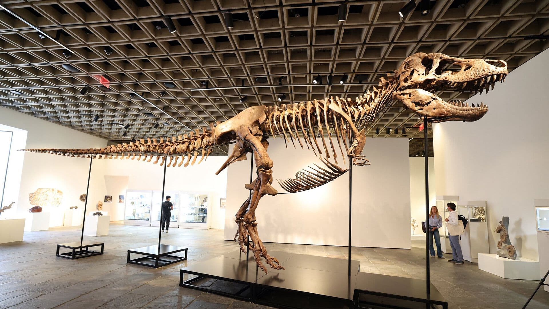 Fósil de "Gus", Tiranosaurio Rex Hallado en Dakota del Sur, Alcanza Puja Récord de 50.1 MDD