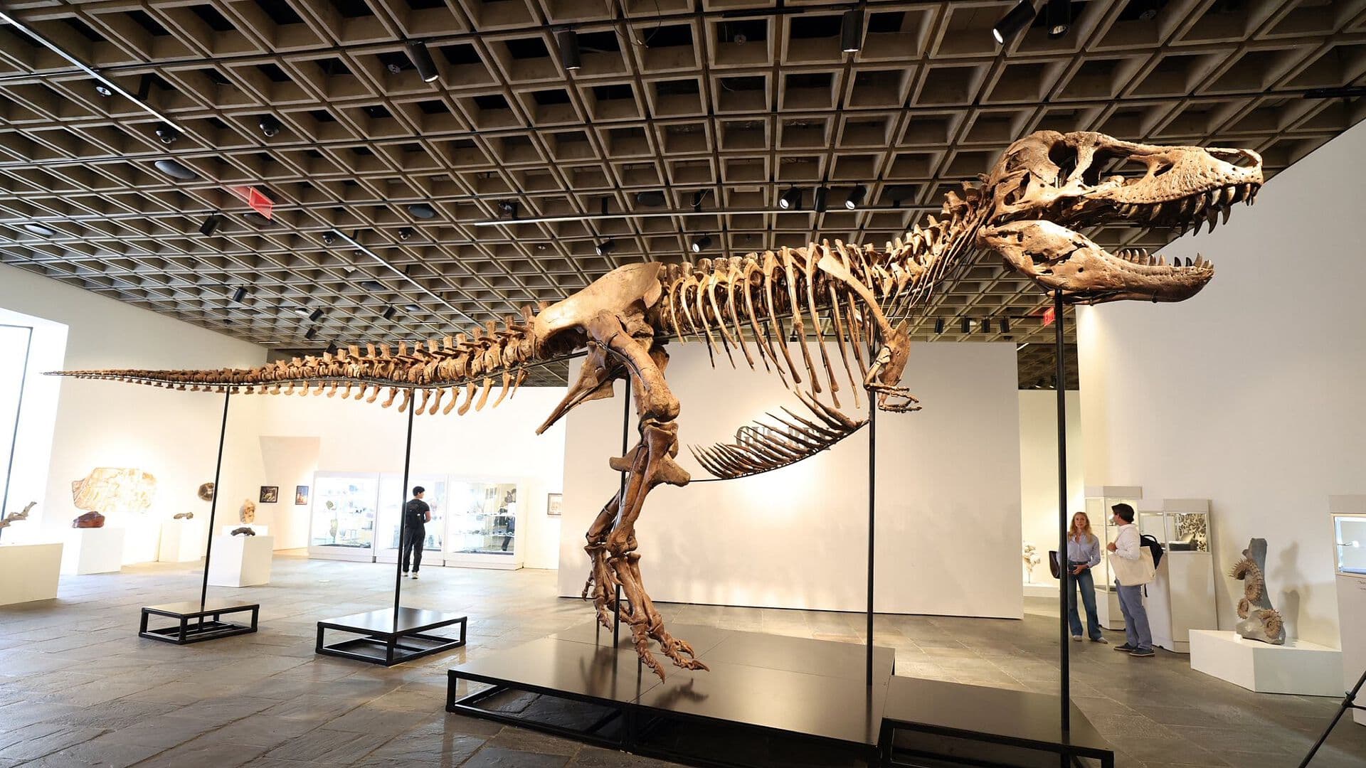 Fósil de 'Gus', Tiranosaurio Rex Hallado en Dakota del Sur, Alcanza Puja Récord de 50.1 MDD
