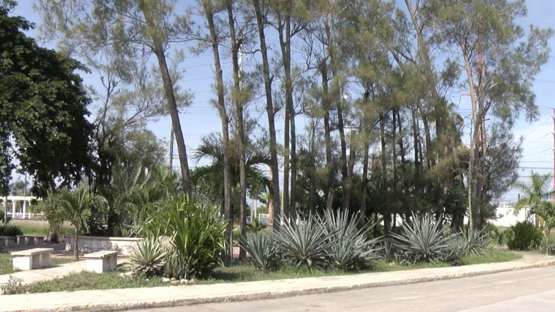Denuncian la Presencia de Presunto Exhibicionista en Plaza Pública de Ciudad Madero