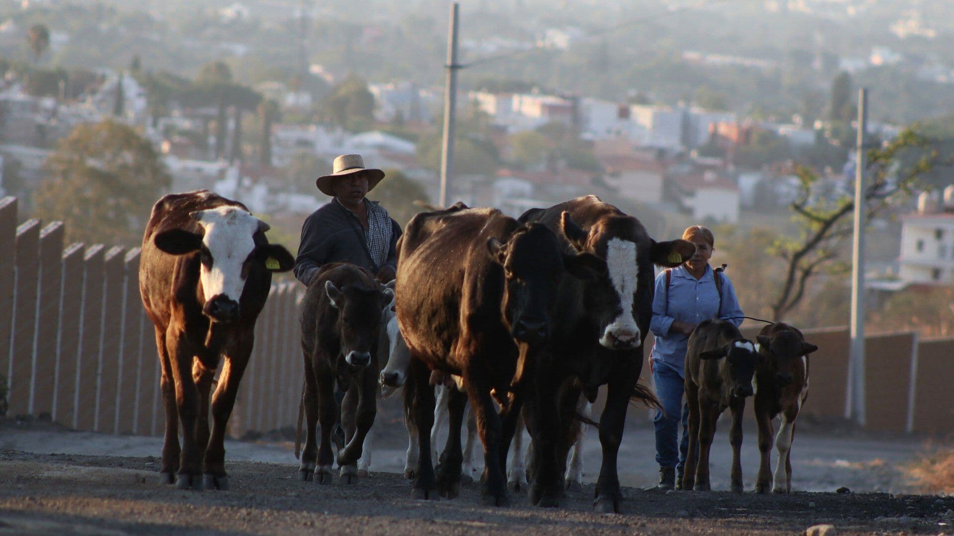 Confirman Primer Caso de Gusano Barrenador en Bovinos, Chihuahua