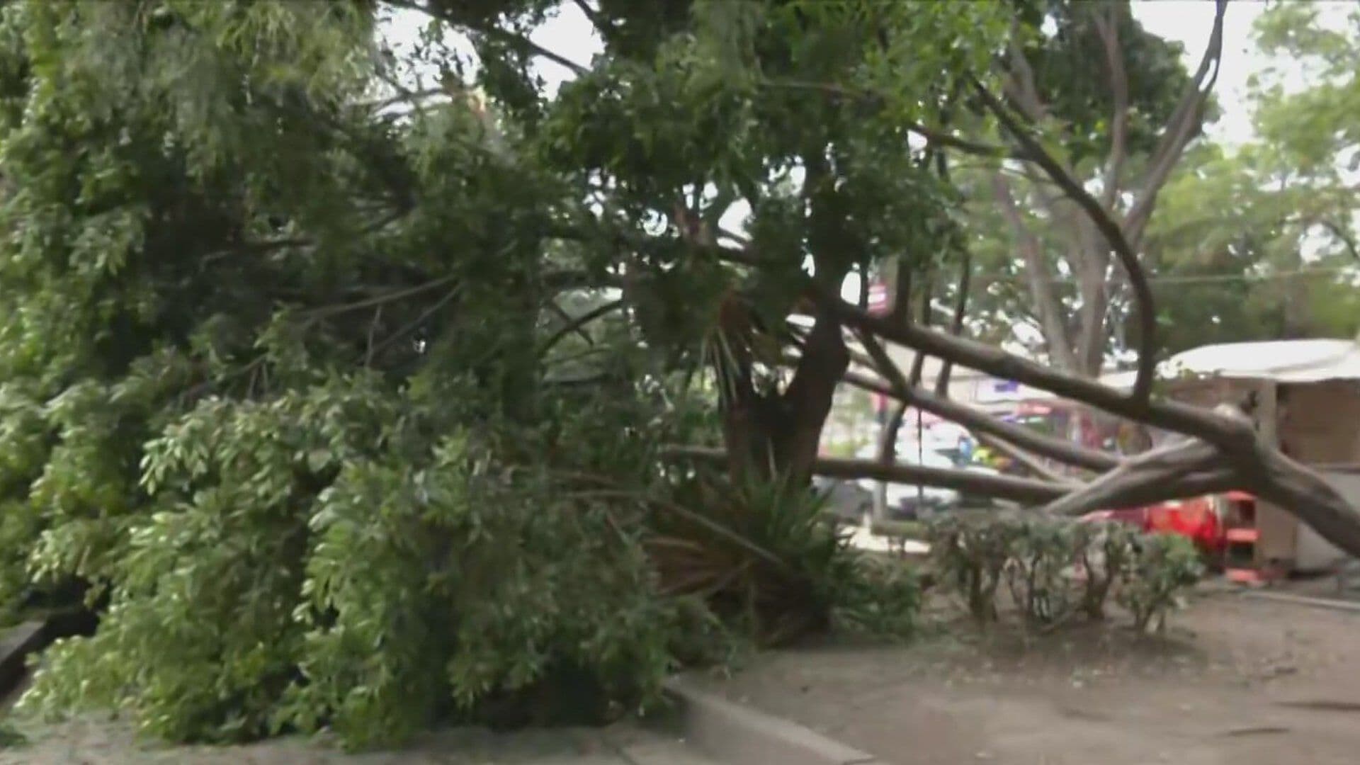 Se Desploma Árbol entre los Puestos de Comida del Parque Tolsá en el Centro Histórico