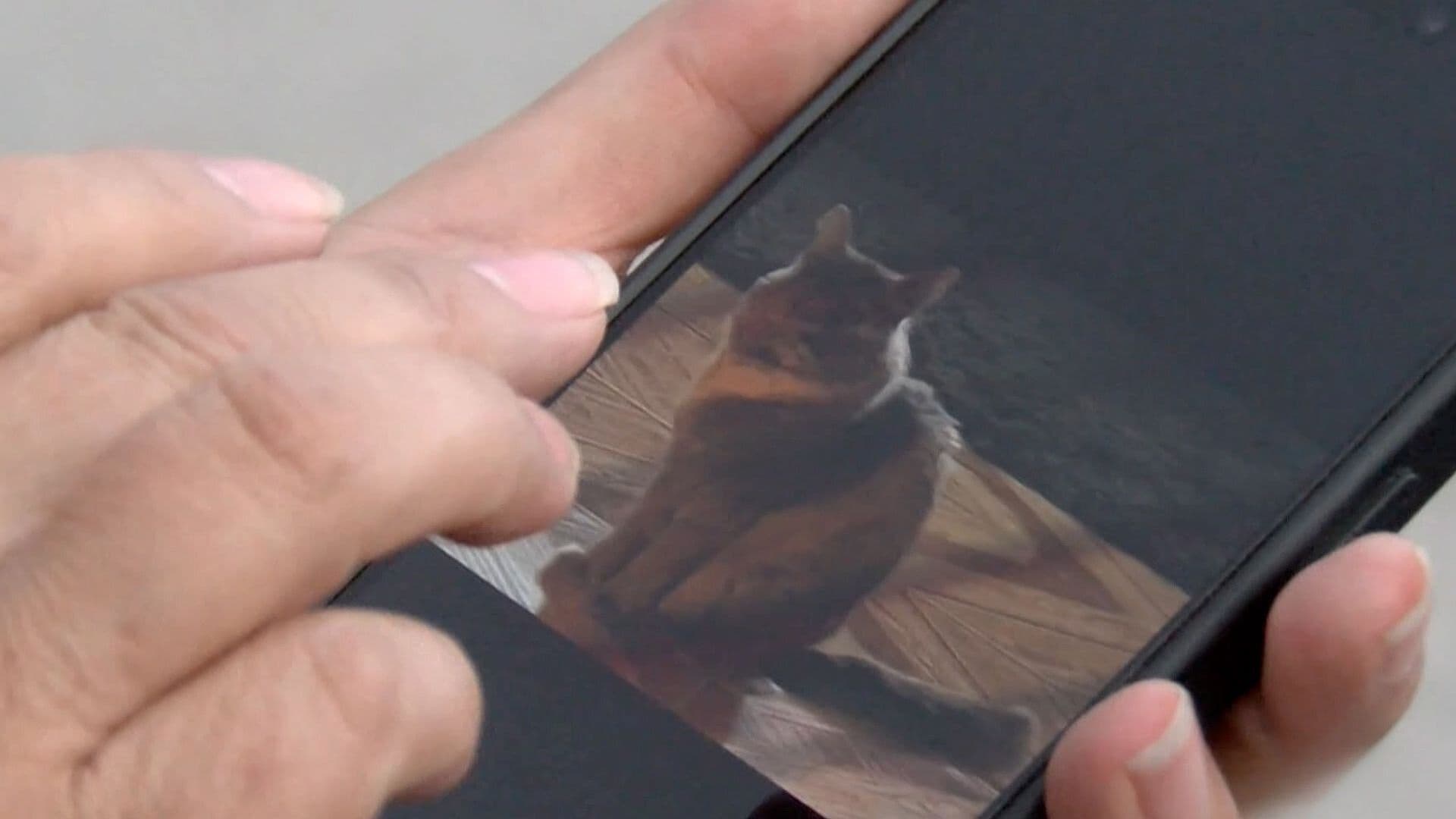 Mujer Denuncia a DABA por Dar en Adopción a su Gata Extraviada en Ciudad Juárez