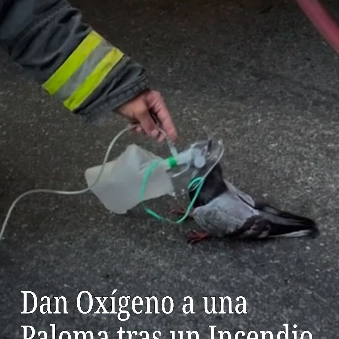 Bomberos Dan Oxígeno a una Paloma