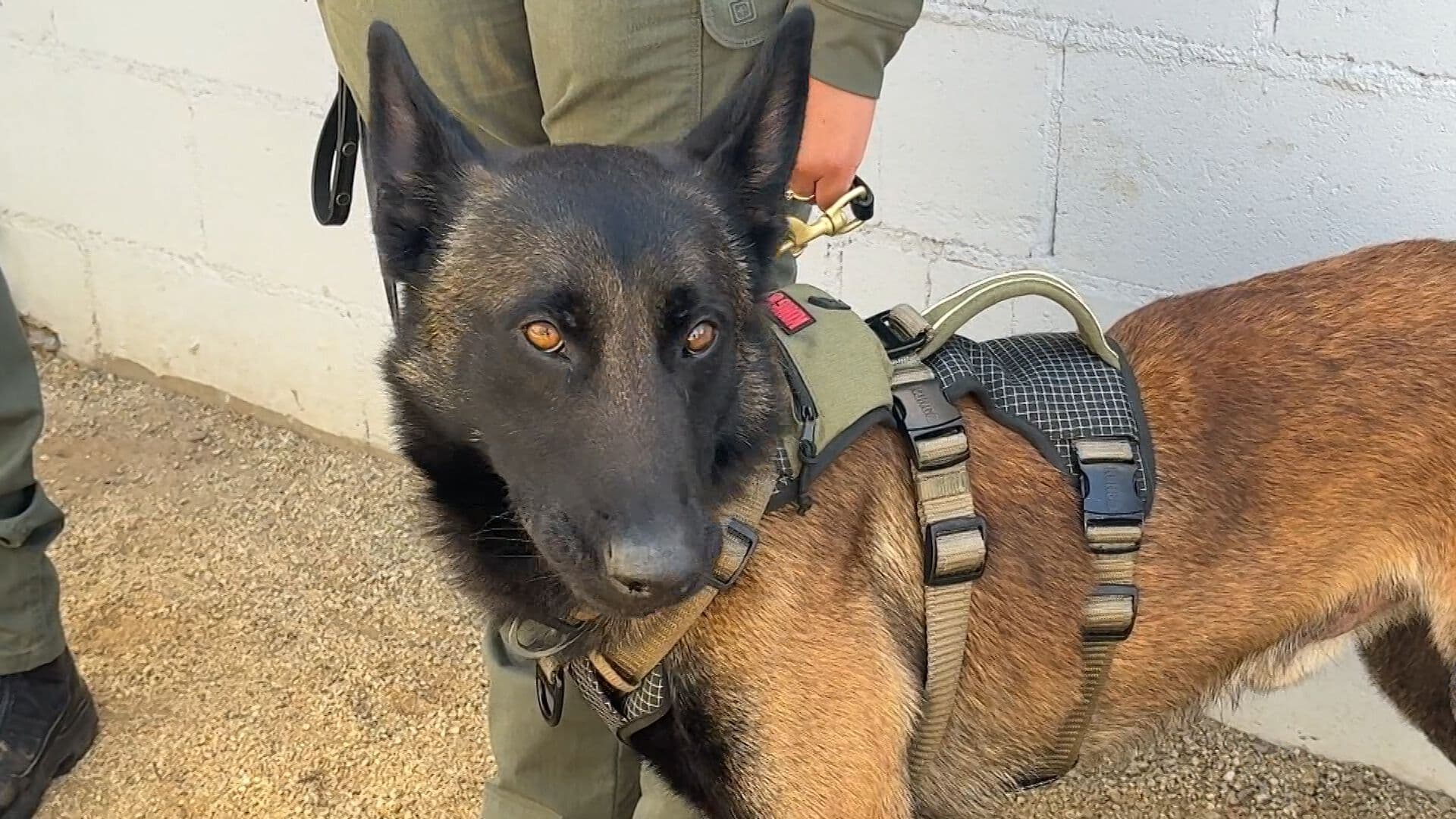 Perseo, Ranger y Gaythor: Policía de Ensenada Incorpora Tres Nuevos Agentes K-9