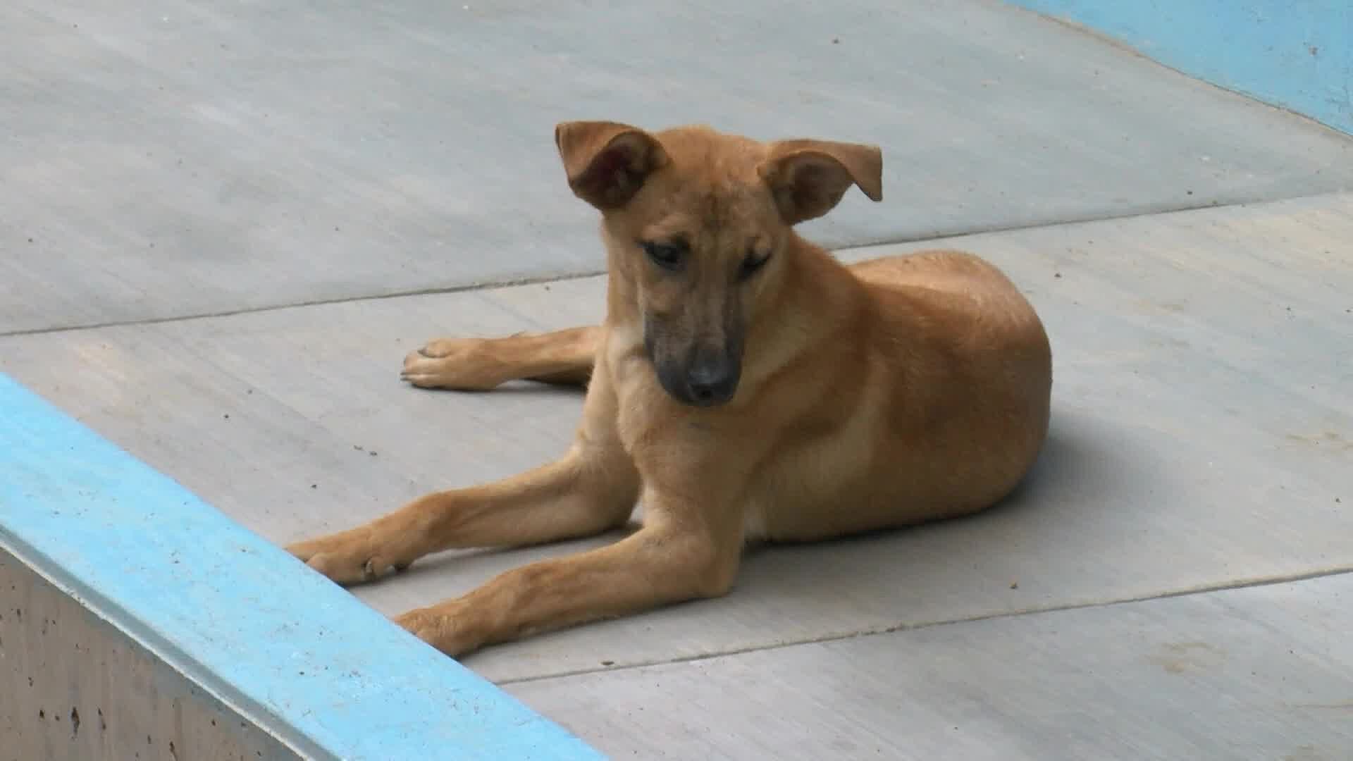 Perro Extraviado Regresa con su Familia Gracias a un Microchip en Querétaro