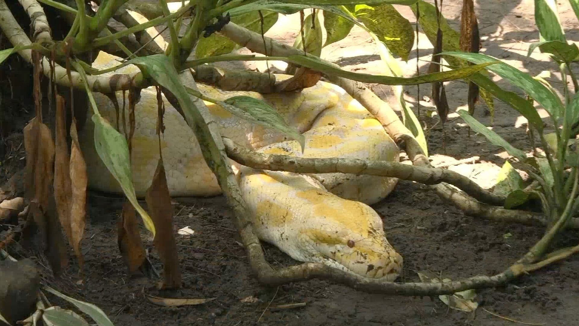 Día Mundial de la Serpientes Conoce las Diferencias Entre Especies Según Expertos de Veracruz