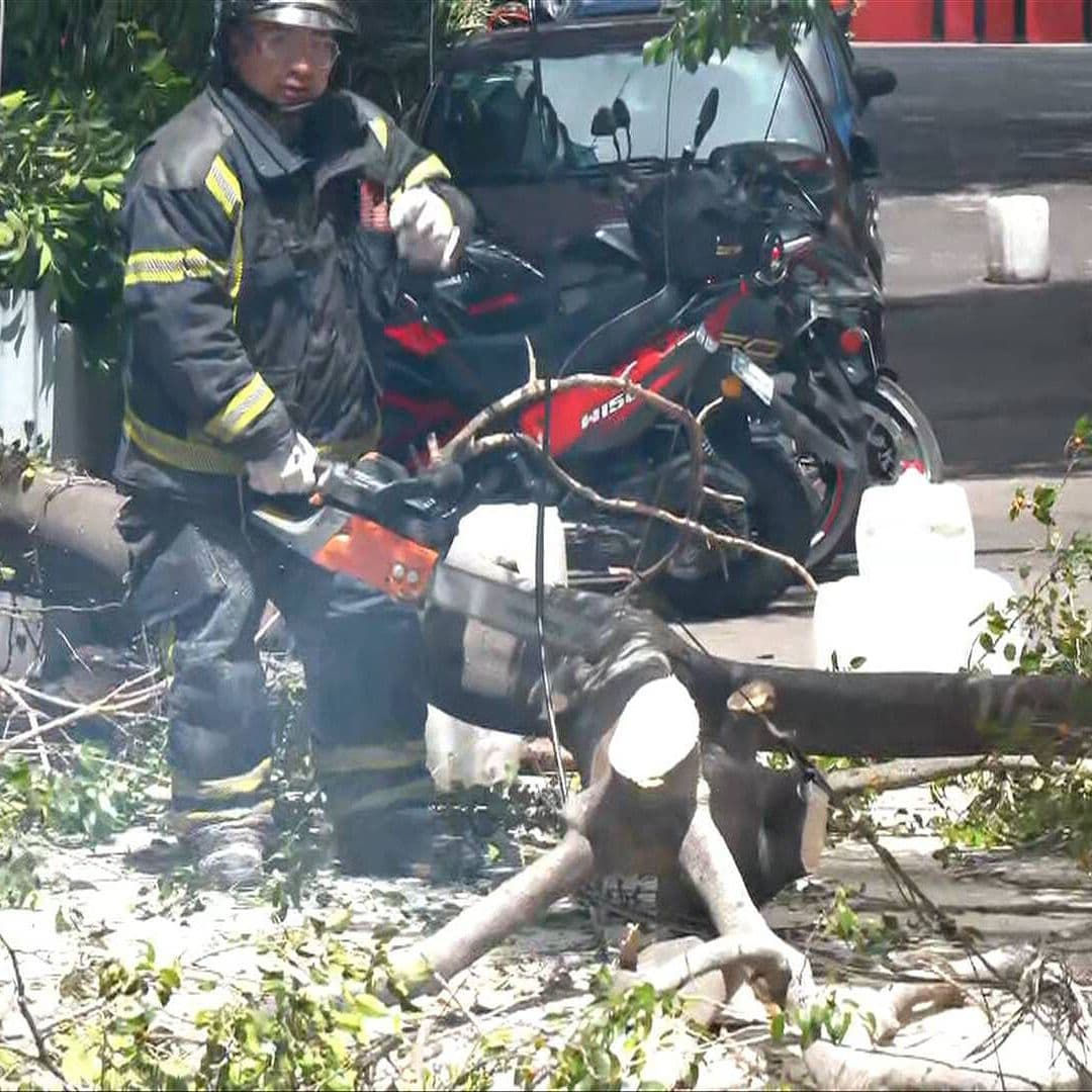 Bomberos Trabajan por Árbol Fracturado en la Colonia Vértiz Narvarte; Así se Ve