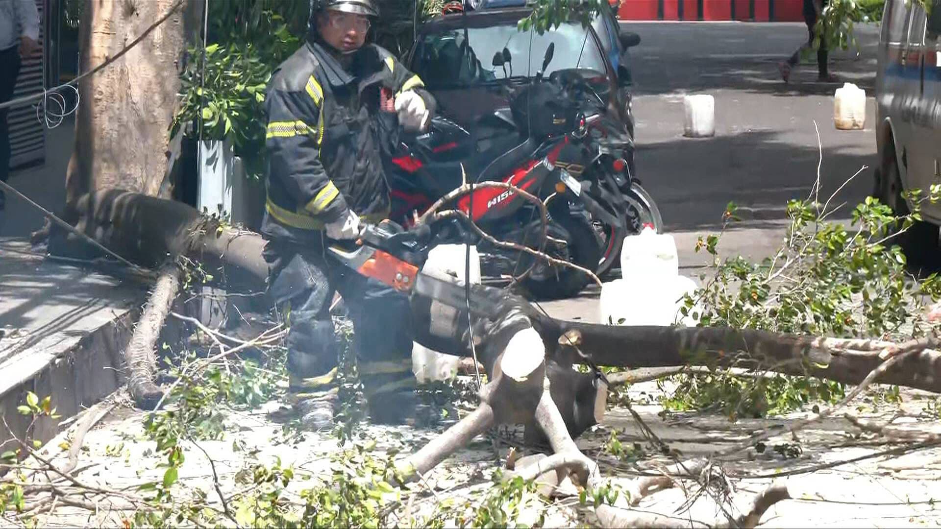 Bomberos Trabajan por Árbol Fracturado en la Colonia Vértiz Narvarte; Así se Ve