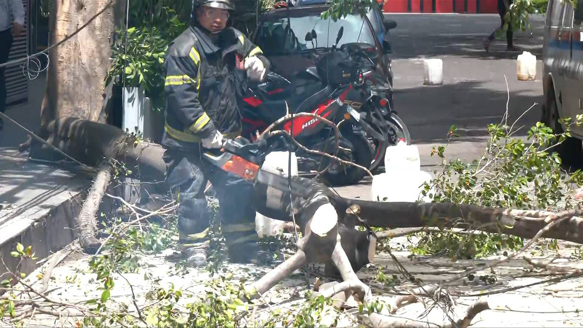 Bomberos Trabajan por Árbol Fracturado en la Colonia Vértiz Narvarte; Así se Ve