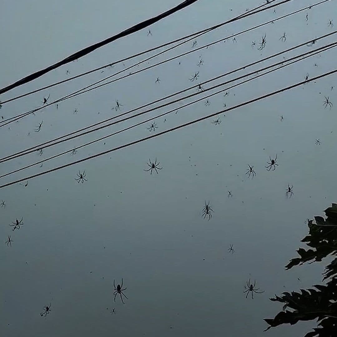 Captan “Invasión” de Arañas en Cables de Luz