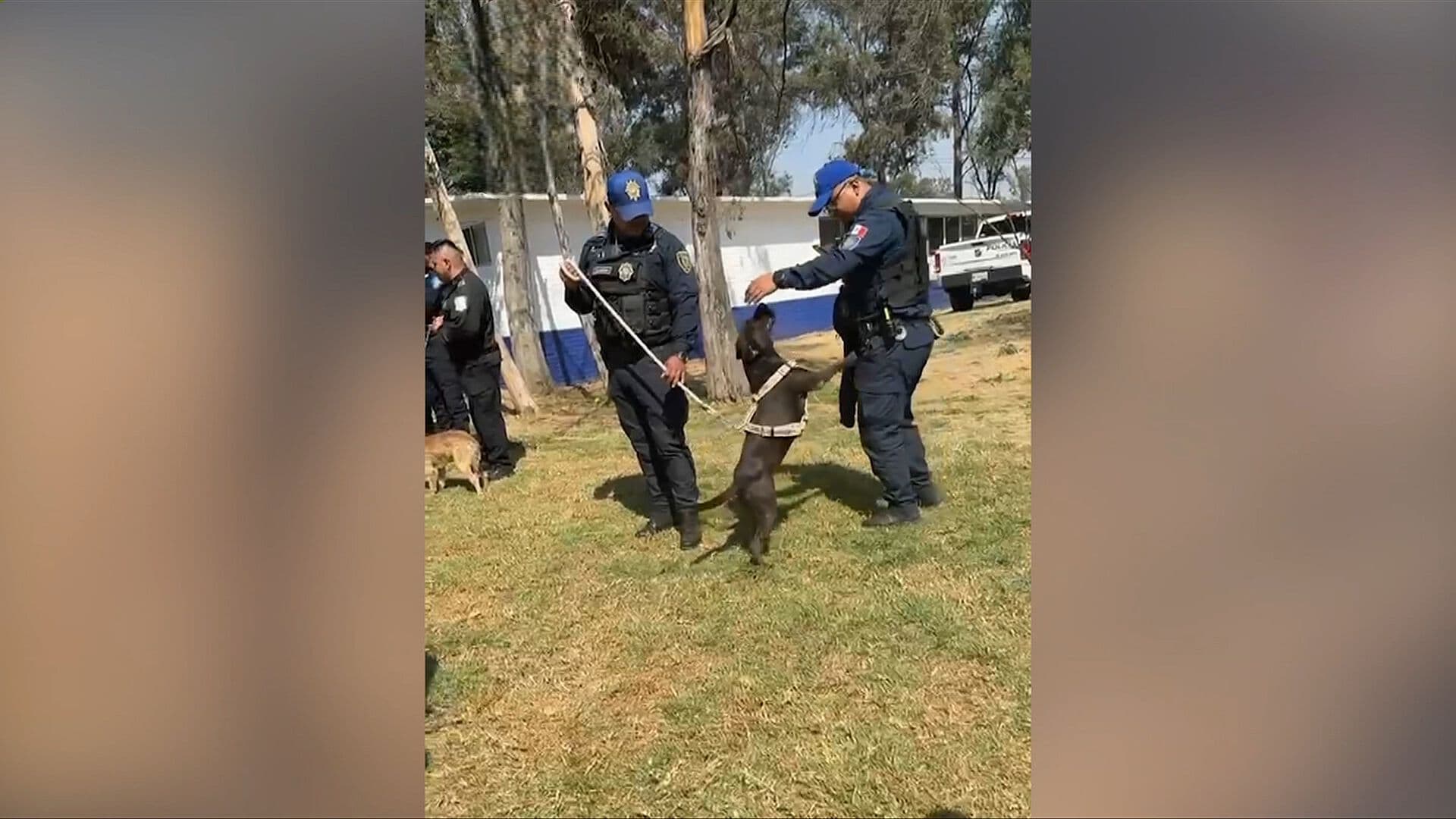 Así Adoptan Policías de CDMX a “Patotas”, Perrita Sin Extremidad