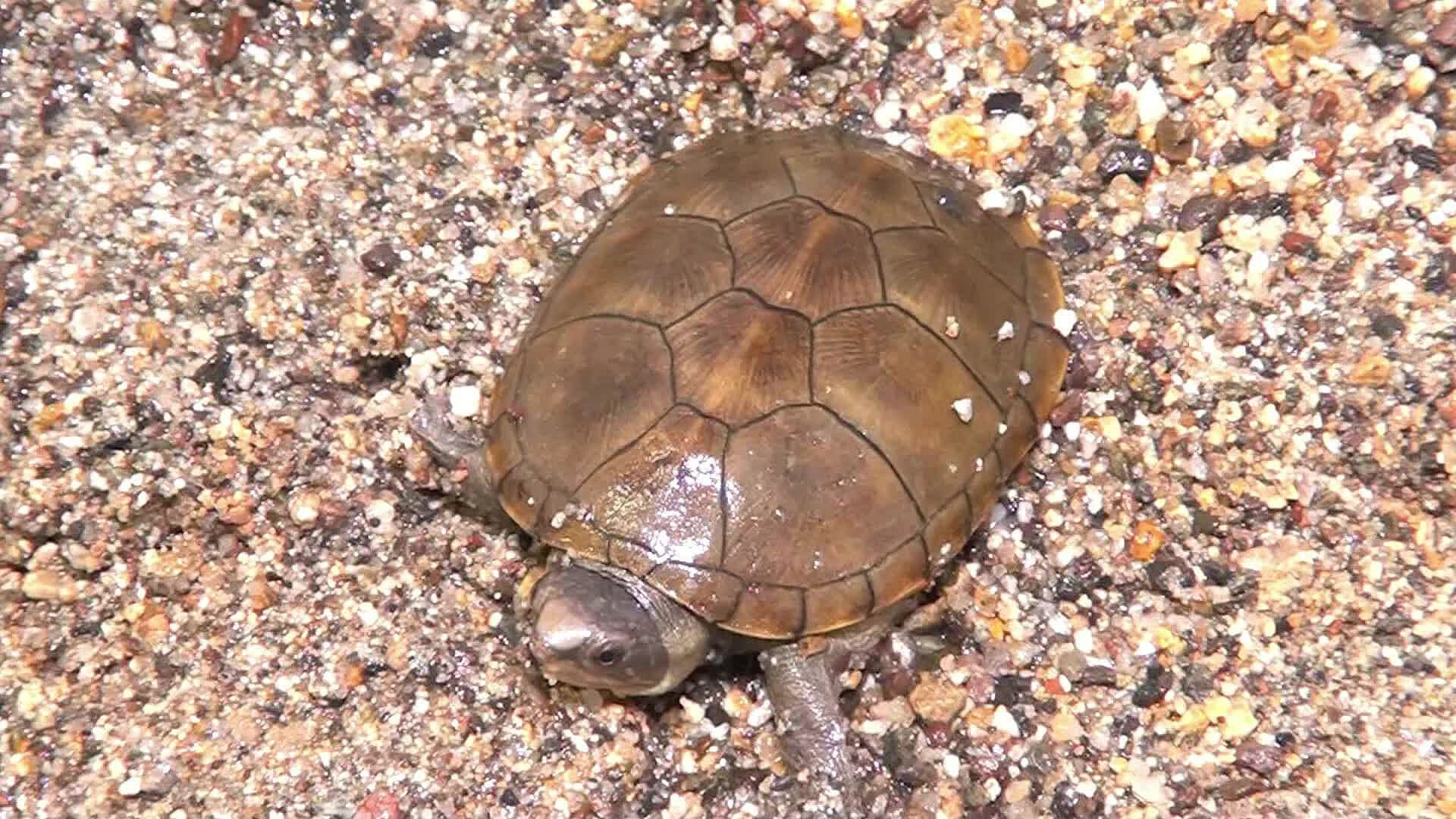 Una Persona Enfrenta Proceso Legal por el Robo de Tortugas Casquito en Puerto Vallarta
