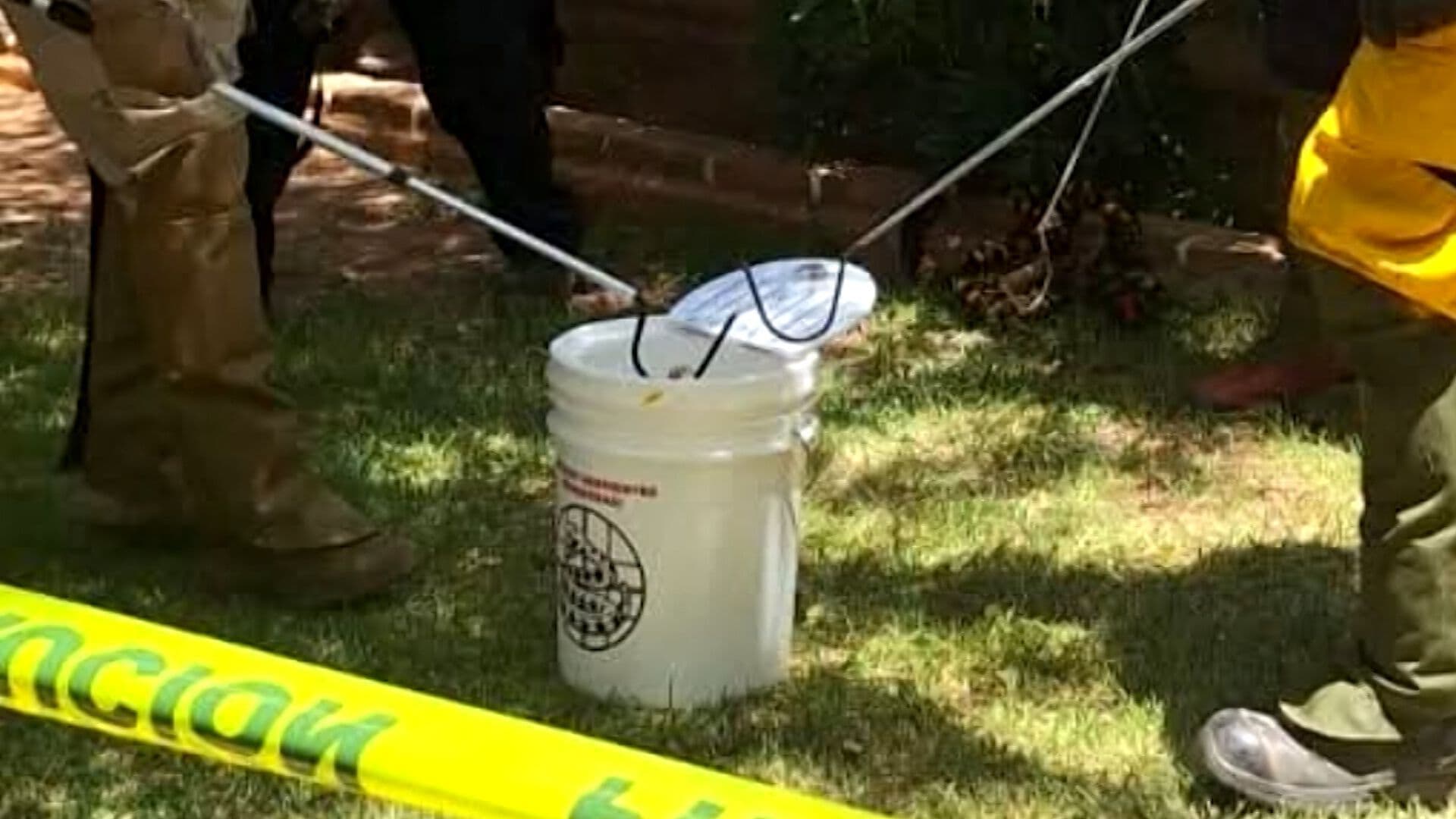 Alertan por Mayor Presencia de Víboras y Arañas Durante el Verano en Tijuana