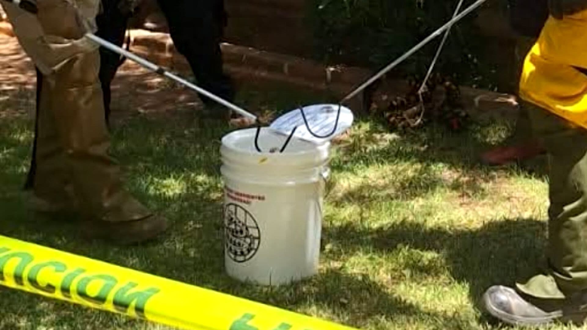 Alertan por Mayor Presencia de Víboras y Arañas Durante el Verano en Tijuana