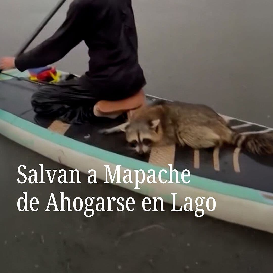 Salvan a Mapache de Ahogarse en Lago
