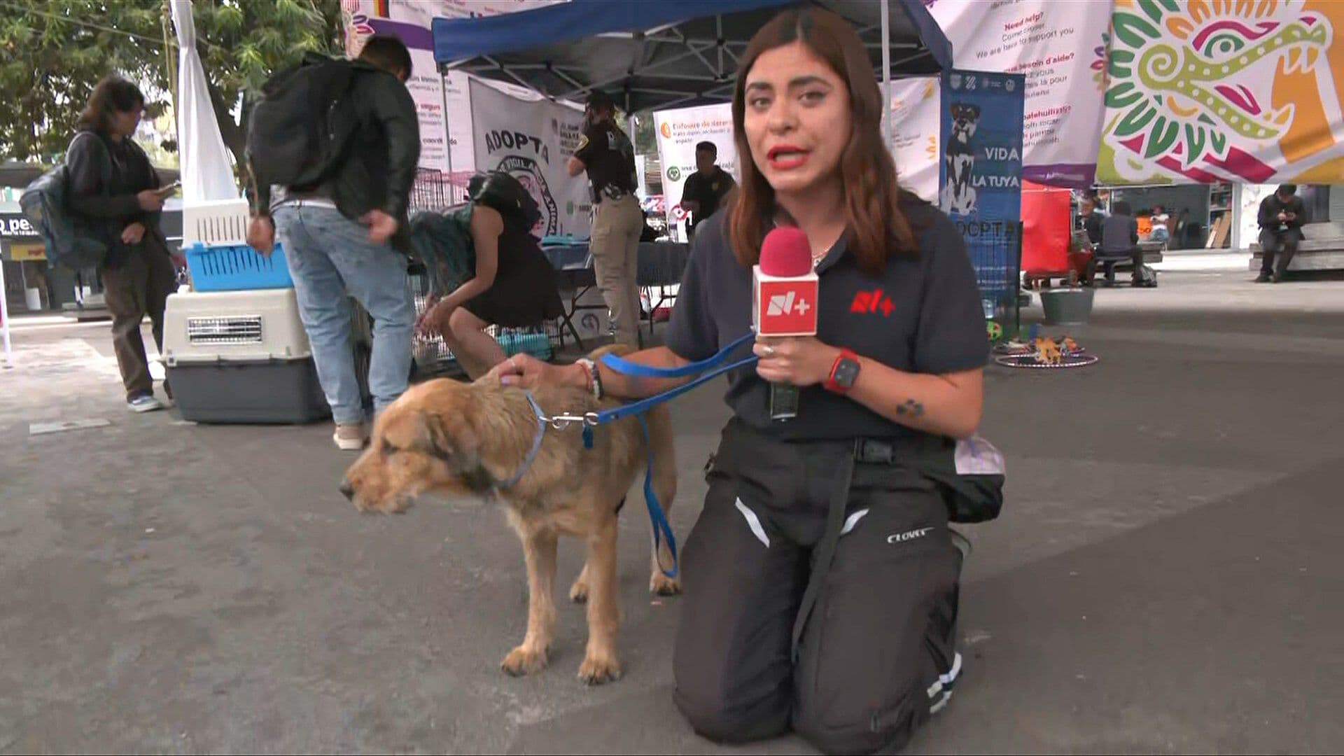 Reconocen a Perrito Extraviado tras Enlace de N+ Foro; Esto Pasó