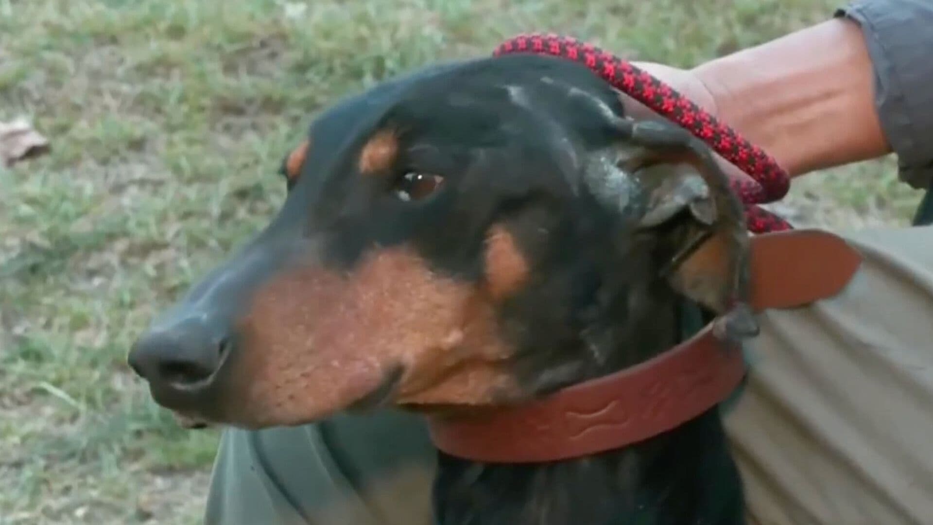 Gusano Barrenador en Chihuahua: Mascotas Podrían Ser Afectadas