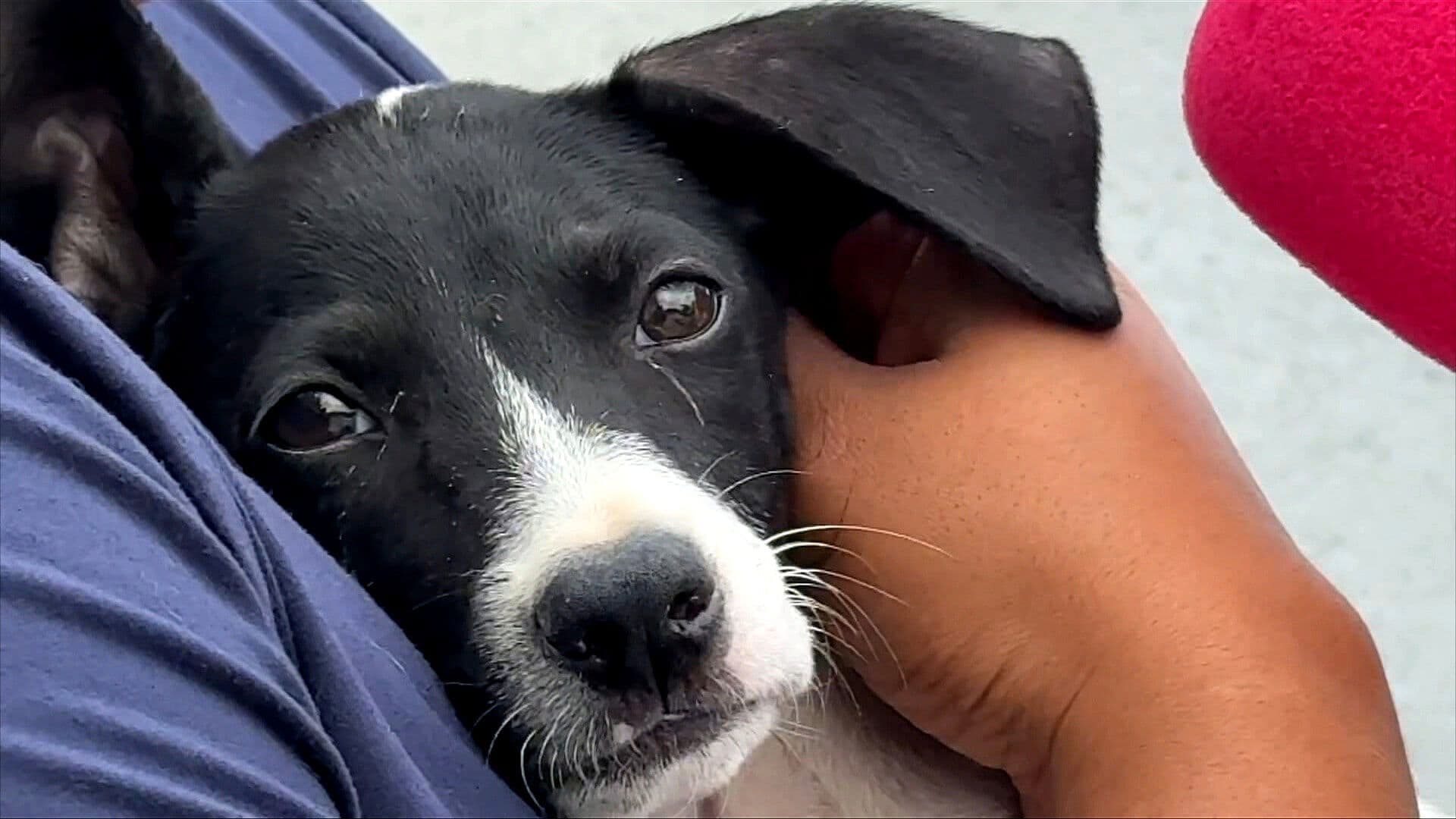 VIDEO: Conmoción en Matamoros por el Abandono de "Macha", una Perrita Cachorra en la Calle