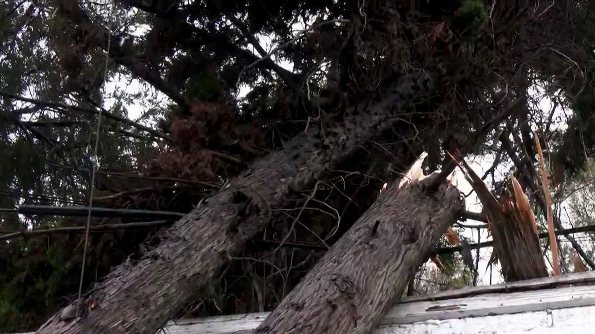 Árbol Cae sobre Barda y Daña Poste en Azcapotzalco, CDMX