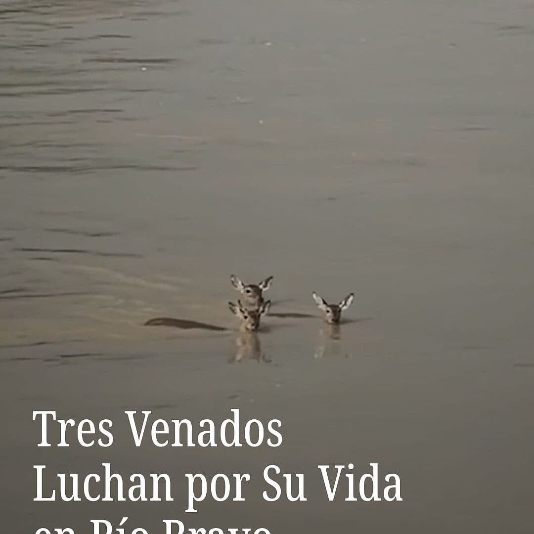 Tres Venados Luchan por Su Vida en Río Bravo