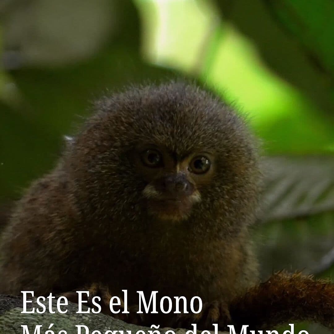 Este es el Mono Más Pequeño del Mundo