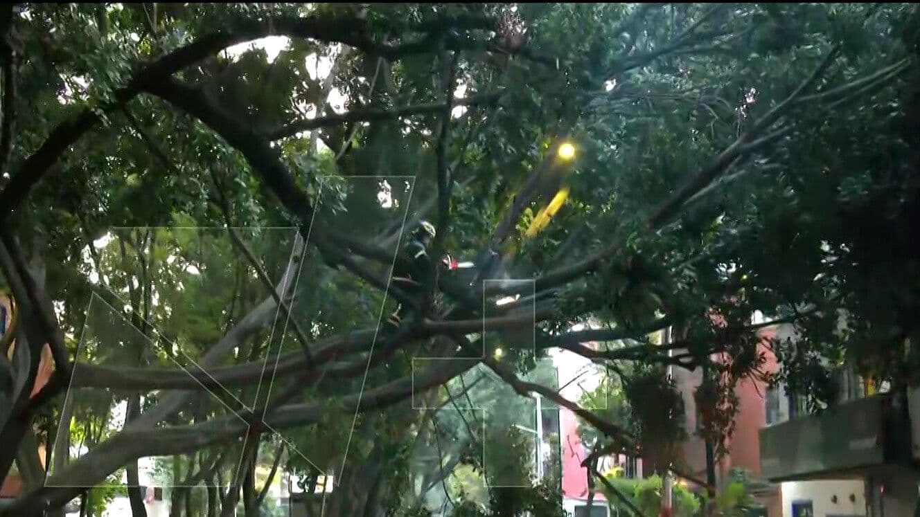Árbol Caído Afecta Vialidad en Avenida Tamaulipas, CDMX