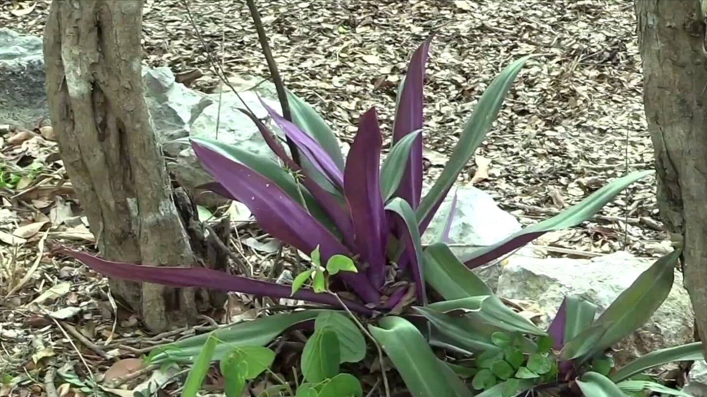 En Yucatán Protegen la Medicina Maya; Resguardan Plantas Curativas en Peligro de Extinción