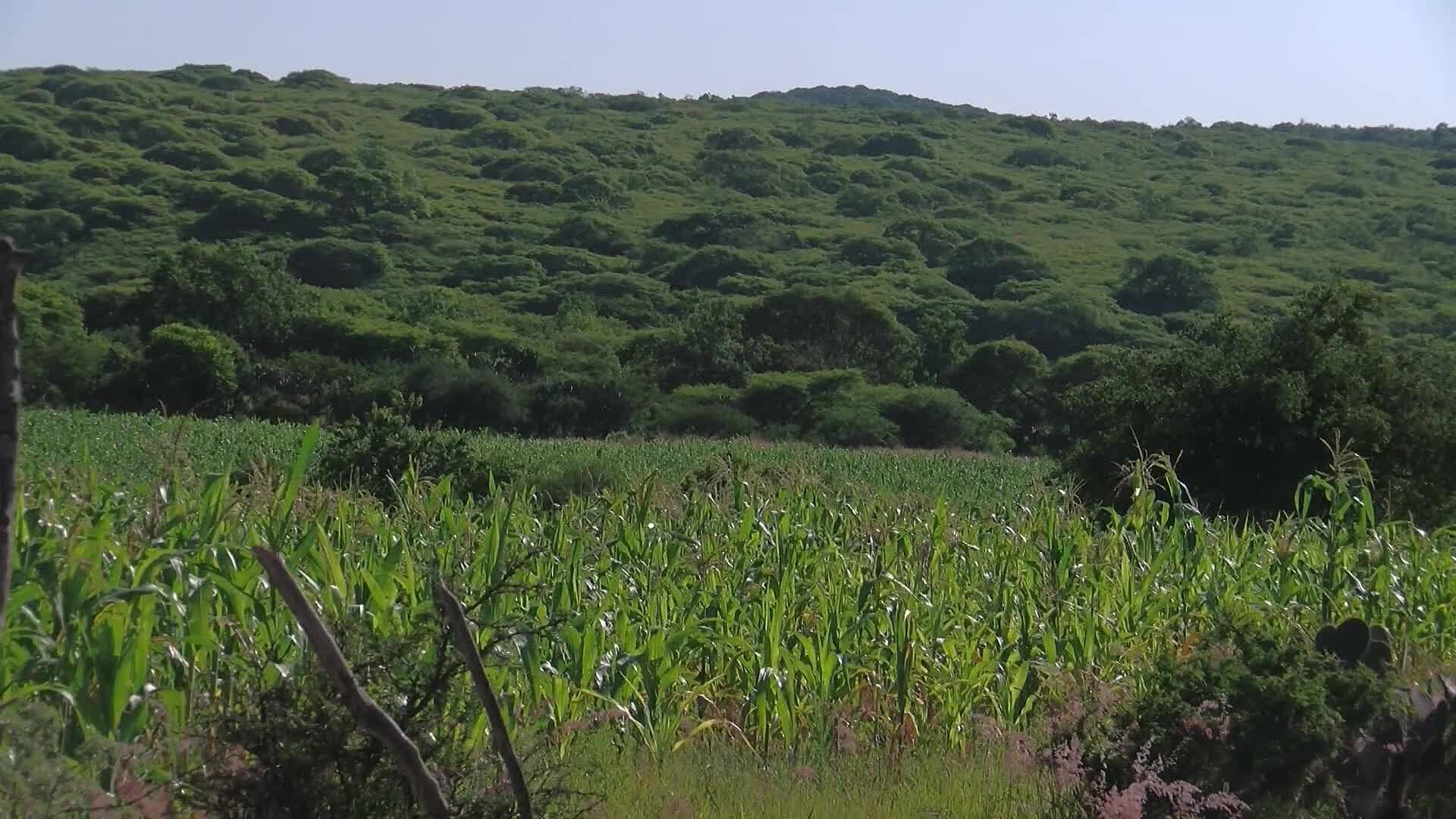 ¿Hay un Oso en el Cerro del Zamorano de Querétaro? Protección Civil Responde