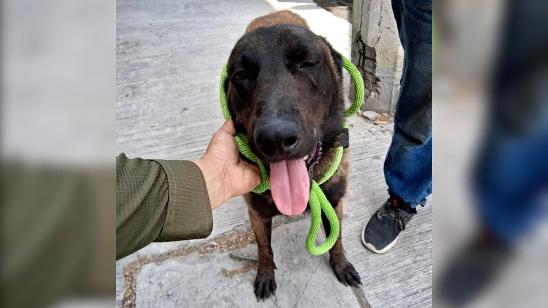 Rescatan a Perro con Lesión de Machete en Apodaca, Nuevo León