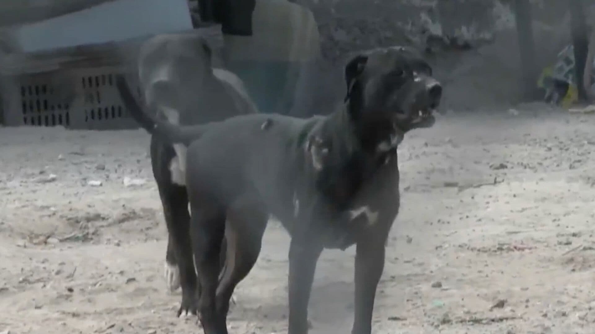 Vecinos Denuncian Ataques y Riesgo por Jauría de Perros en Ciudad Juárez