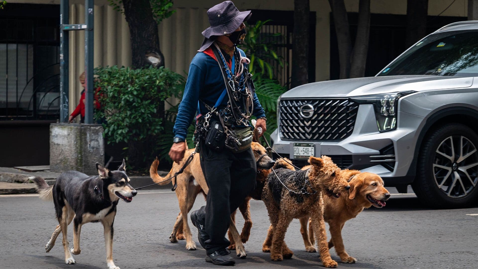 Día Mundial del Perro 2026: Consejos para Educar a tu Mascota