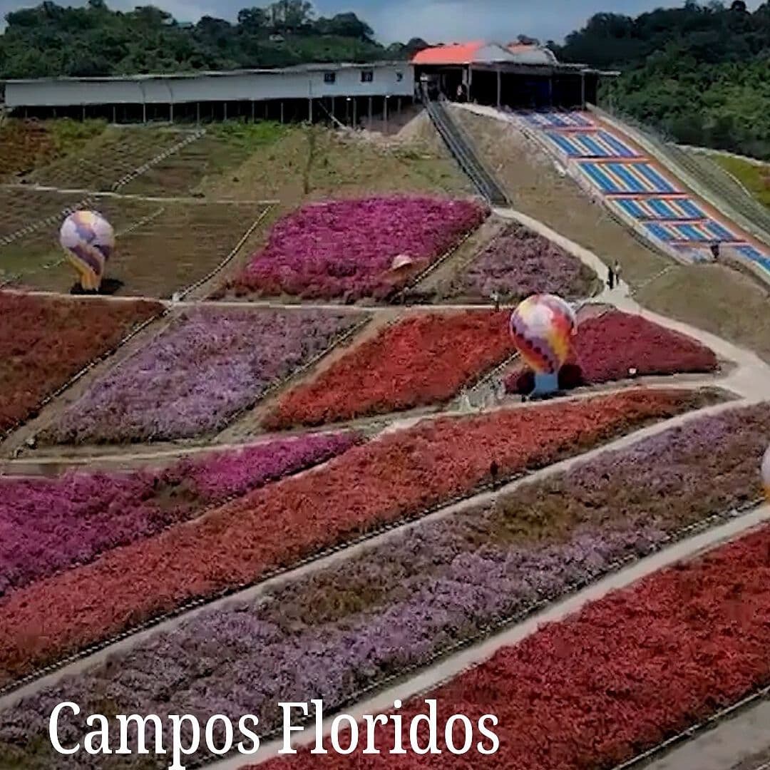 Campos Floridos en Atracción Turística de Tailandia