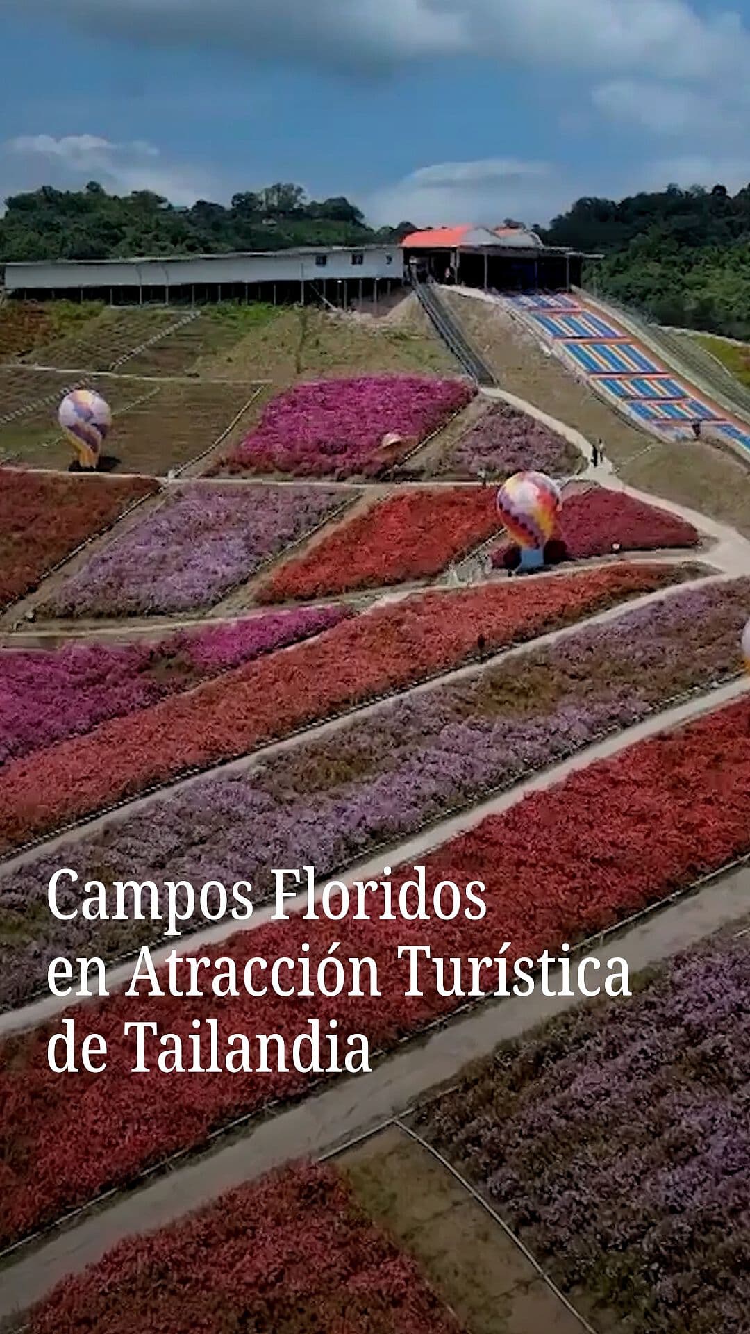Campos Floridos en Atracción Turística de Tailandia