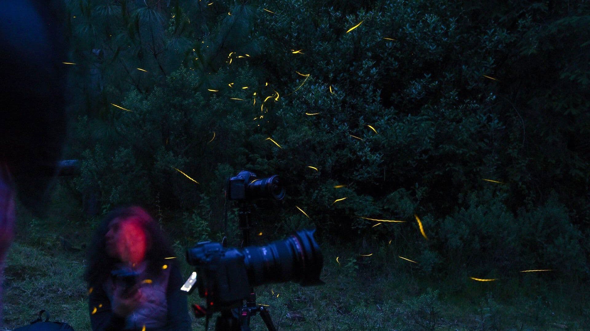 Temporada de Luciérnagas en Zacatlán: Así Iluminan los Bosques de Puebla