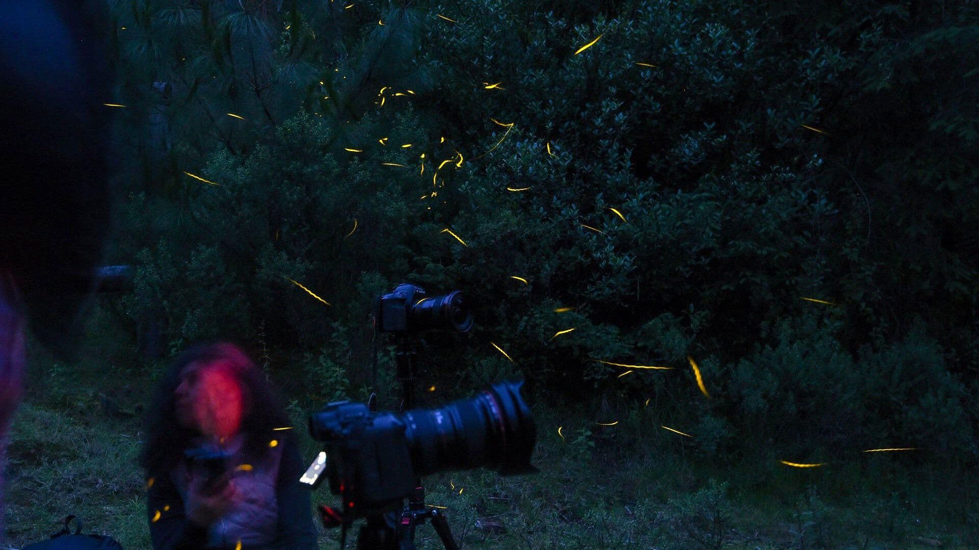 Temporada de Luciérnagas en Zacatlán: Así Iluminan los Bosques de Puebla