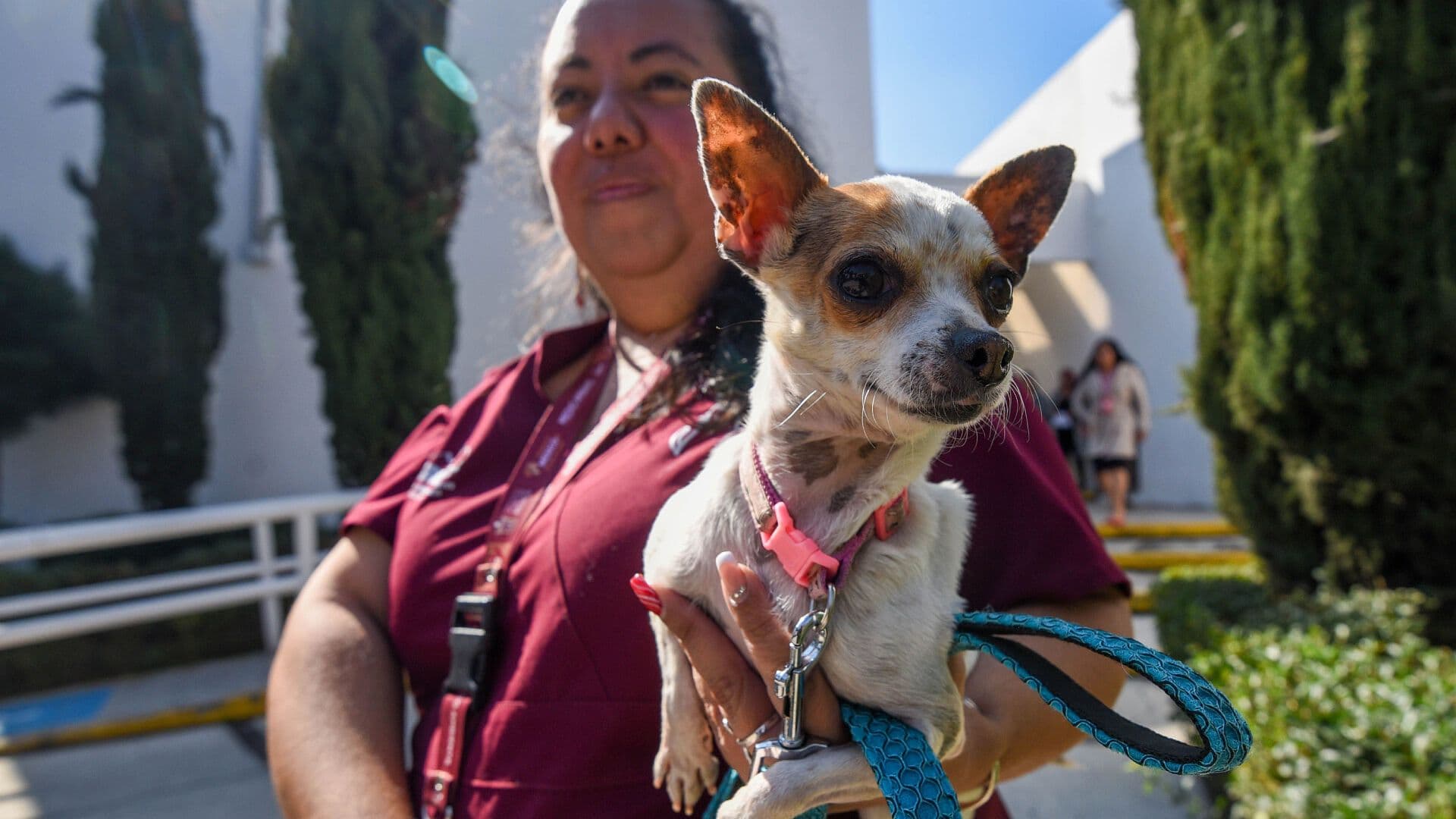 ¿Cómo Viajar con tu Perro en Avión y Autobús? Requisitos y Consejos