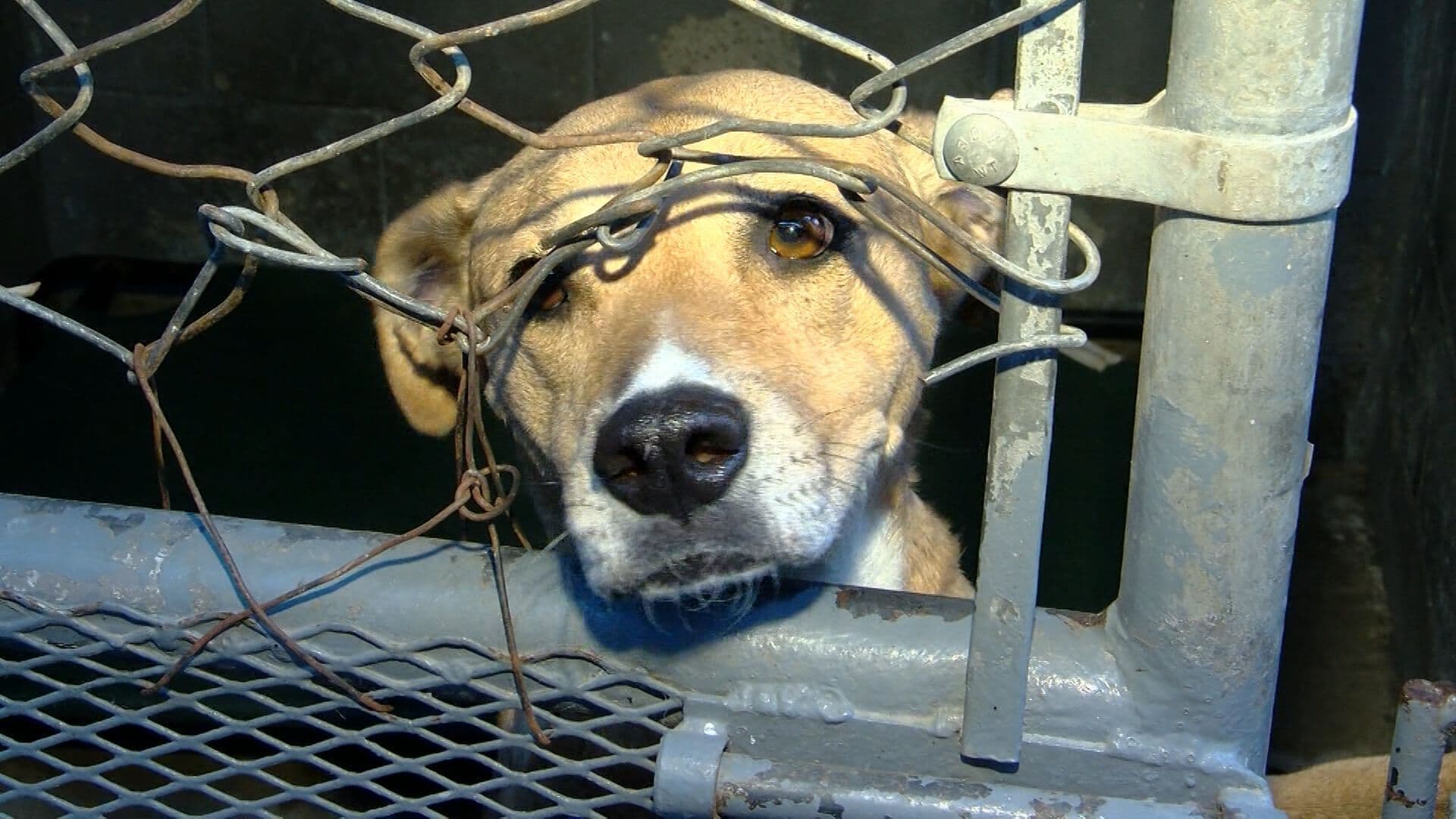 Aumentan Reportes de Maltrato Animal en Baja California: Casos, Denuncias y Sanciones