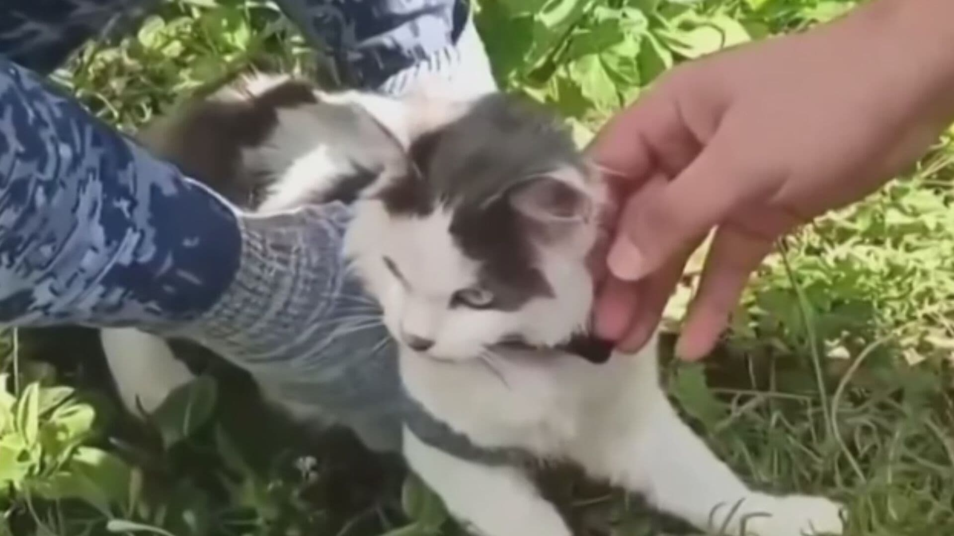 Atrapan a un Gato Utilizado como “Mula” para Llevar Drogas a una Cárcel en Rusia