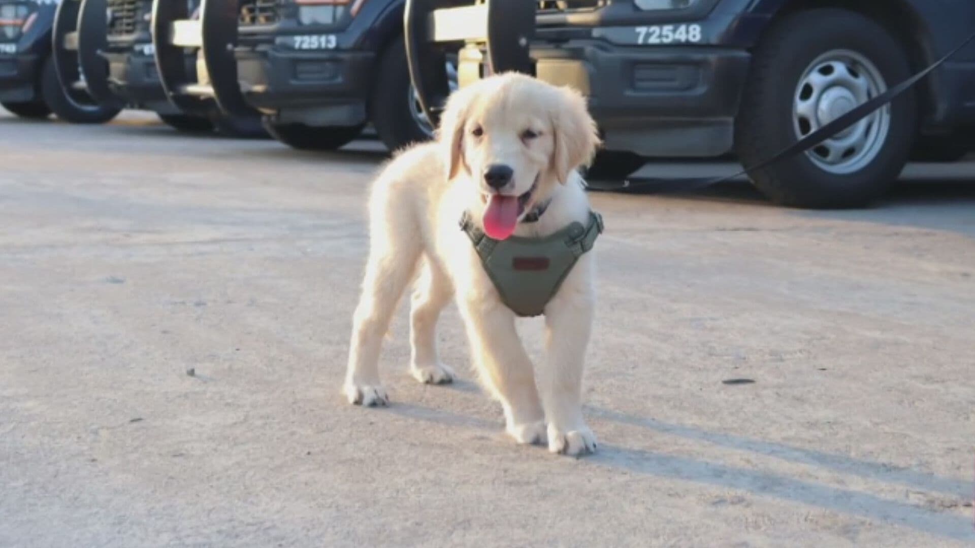 Conoce a 'Hermes', la Nueva Mascota de la Policía Estatal de Tabasco