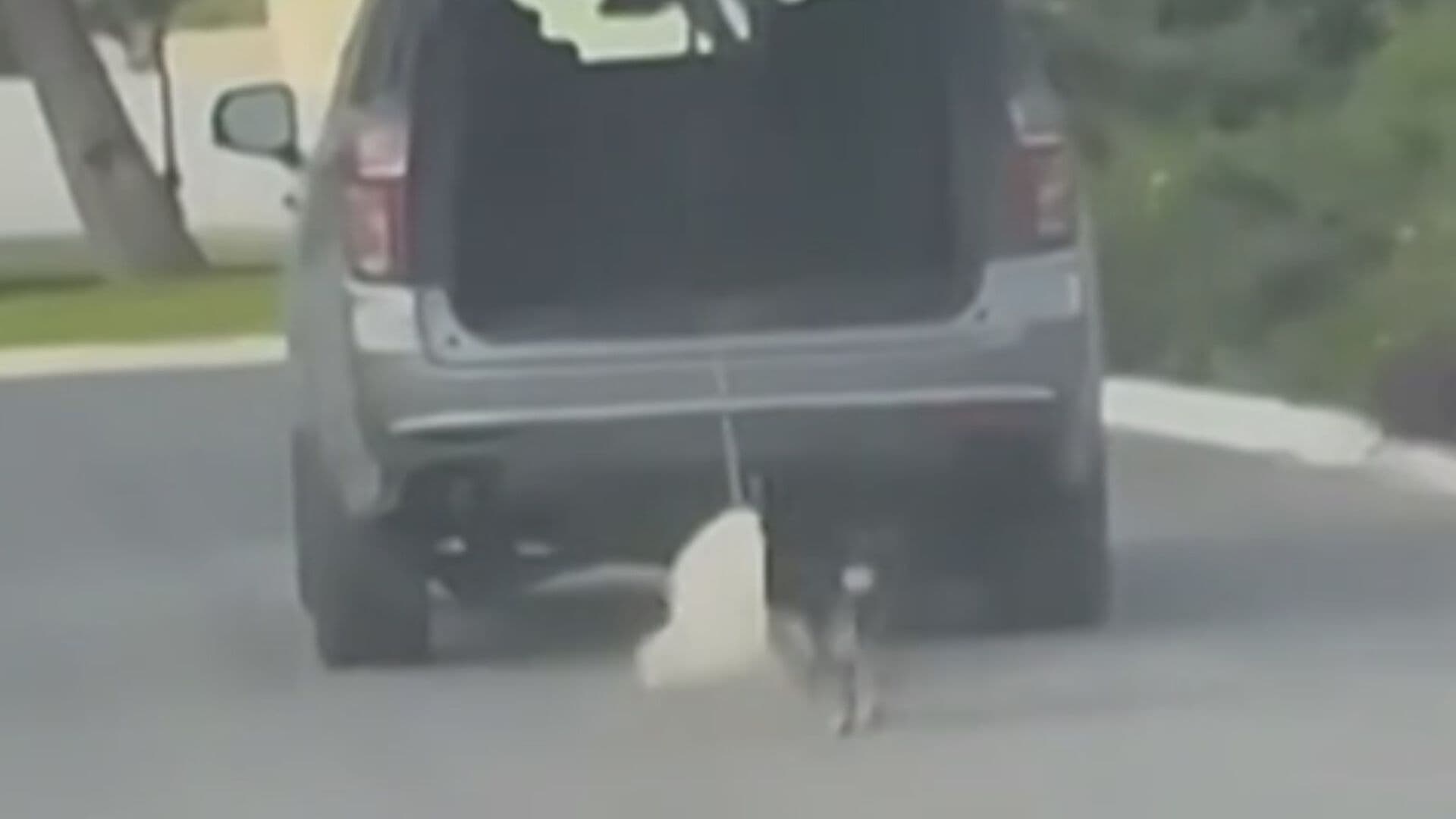 VIDEO | Mujer Arrastra a un Perrito con su Camioneta en Saltillo, Coahuila