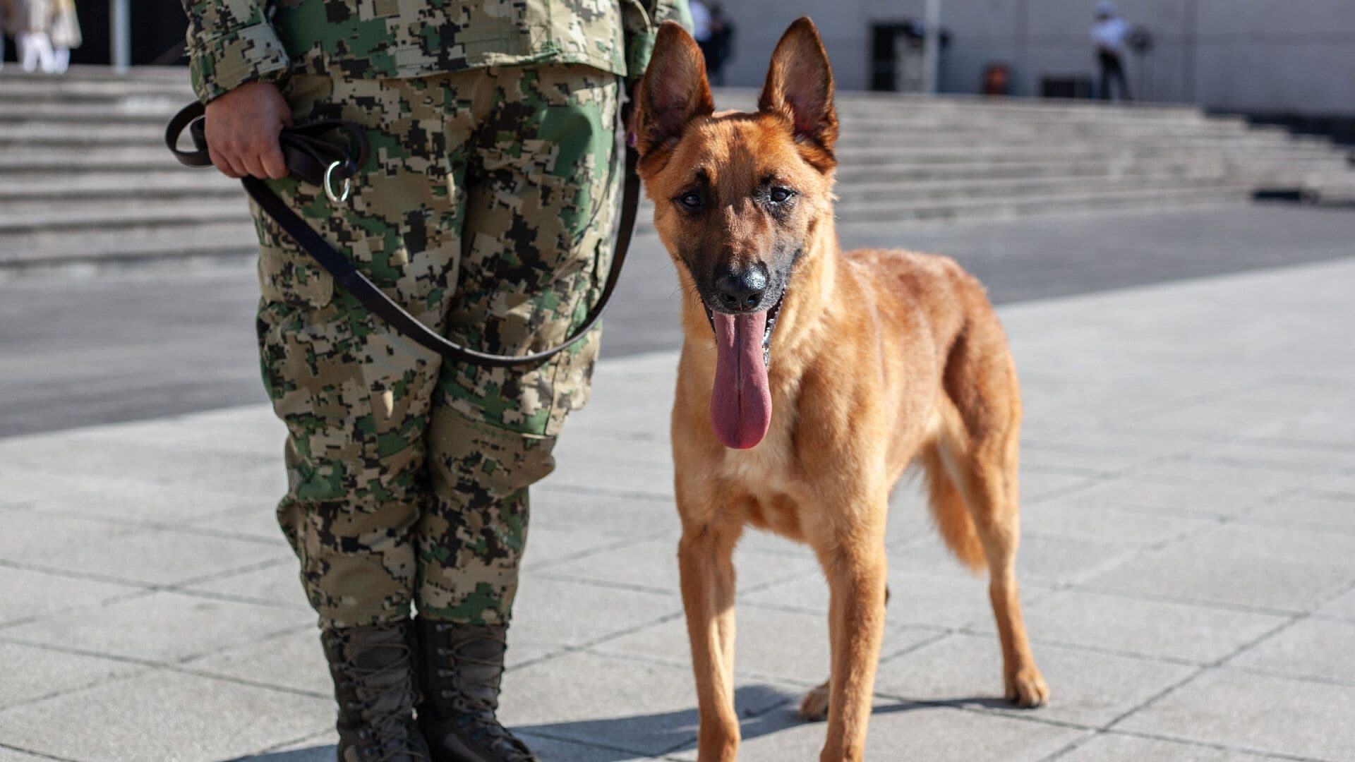 Omar García Harfuch Felicita a Binomios Caninos en el Día Internacional del Perro 2026